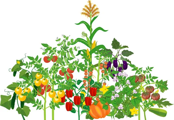 Diferentes Plantas Vegetales Con Frutas Maduras Aisladas Sobre Fondo Blanco — Vector de stock