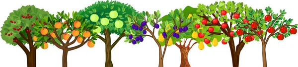 Différents Arbres Fruitiers Avec Des Fruits Mûrs Isolés Sur Fond — Image vectorielle