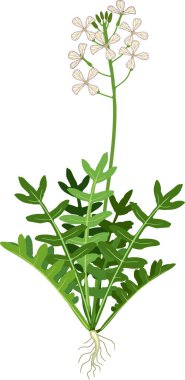  Beyaz arka planda yeşil yapraklı, çiçekli ve kök sistemli bahçe roketi