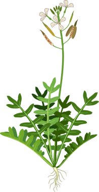  Beyaz arka planda yeşil yapraklı, çiçekli, meyveli ve kök sistemli bahçe roketi