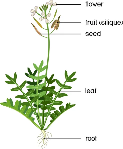 Växtdelar Morfologi Trädgård Raket Växt Med Gröna Blad Blommor Och — Stock vektor