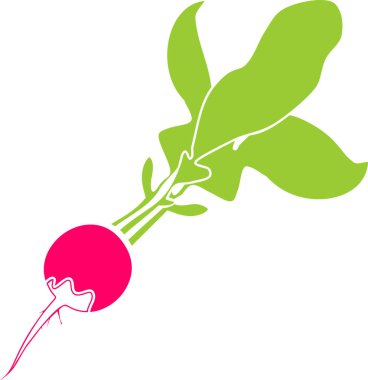  Yeşil yapraklı pembe turp beyaz arkaplanda izole edilmiş düz stil