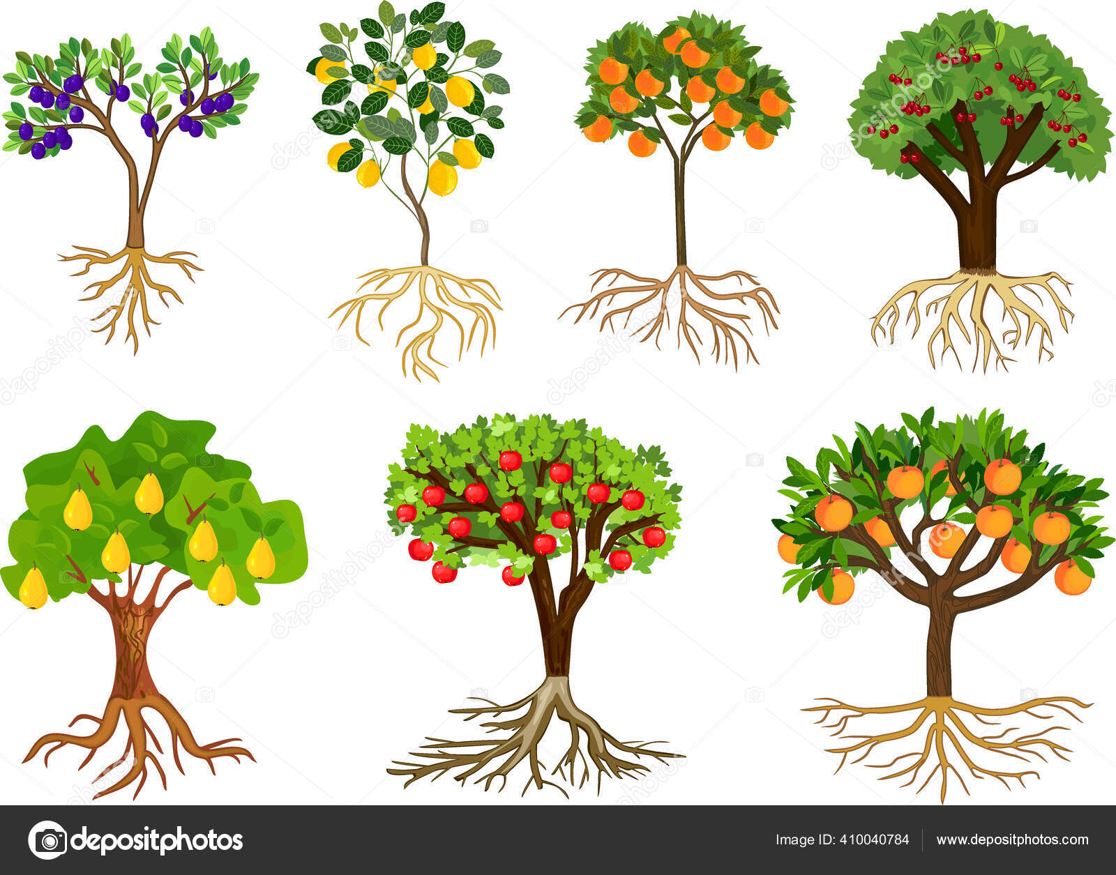 Conjunto Diferentes Árboles Frutales Con Frutos Maduros Sistema Radicular  Aislado Vector de stock #410040784 de ©mariaflaya, image size:1600x1255
