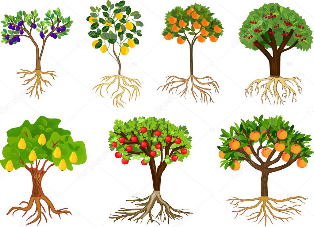 Set of different fruit trees with ripe fruits and root system isolated on white background. Harvest time