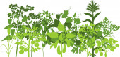  Zelená silueta skupiny rostlin zeleniny se sklizní ovoce a listů izolovaných na bílém pozadí