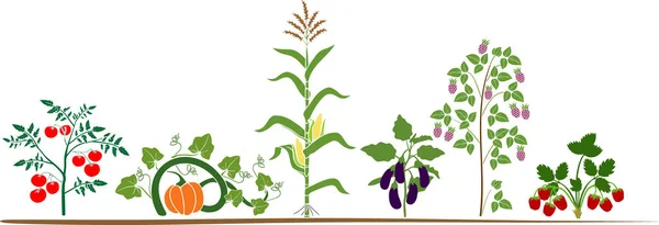 緑の葉と白の背景に隔離された収穫の異なる野菜や果物の植物のセット — ストックベクタ