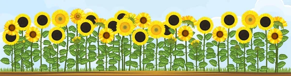 Yellow Sunflower Field Blue Sky Flower Border — Stock Vector