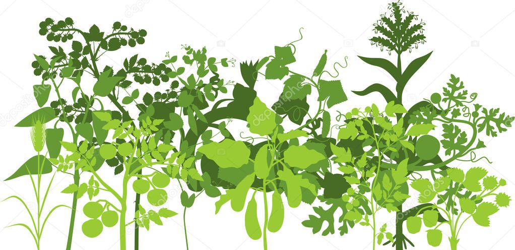  Green silhouette of group of vegetable plants with harvest of fruits and leaves isolated on white background