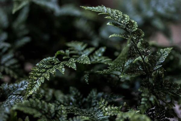 Het Bos Tranen — Stockfoto