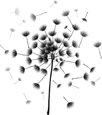 Karahindiba Çiçeği deseni. El Çizimi Çiçek Çizimi