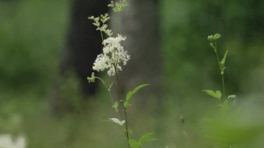 Ormanda yaz ormanı. Orman bitkileri. Spiraea.