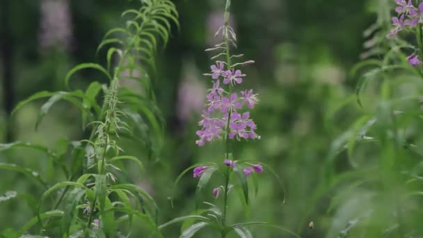 Herbes Forestières Dans Forêt Été Floraison Sally Lisière Forêt — Video