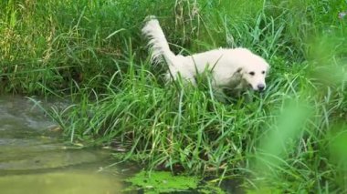 Beyaz köpek küçük bir nehirde ormanda yüzen Golden Retriever yetiştirir..