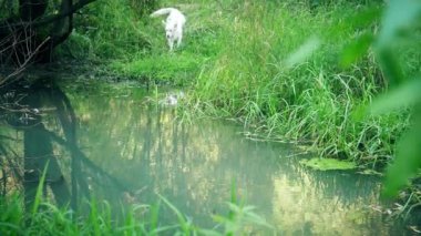 Beyaz köpek küçük bir nehirde ormanda yüzen Golden Retriever yetiştirir..
