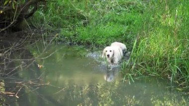 Beyaz köpek küçük bir nehirde ormanda yüzen Golden Retriever yetiştirir..
