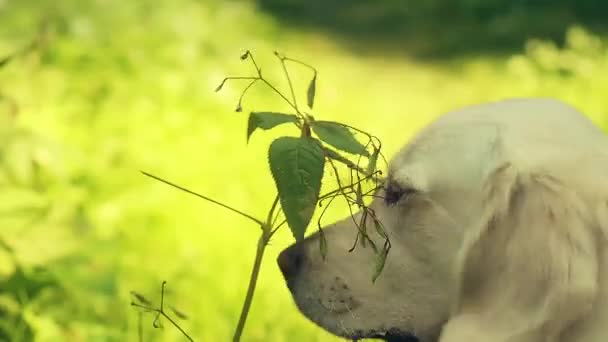 Белая золотистая собака-ретривер нюхает цветок на солнце. Светлый солнечный день. — стоковое видео