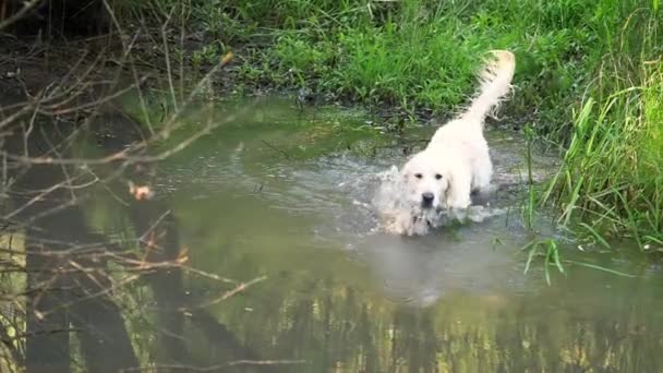 白い犬は小さな川で森の中でゴールデンレトリバー水泳を繁殖させます. — ストック動画