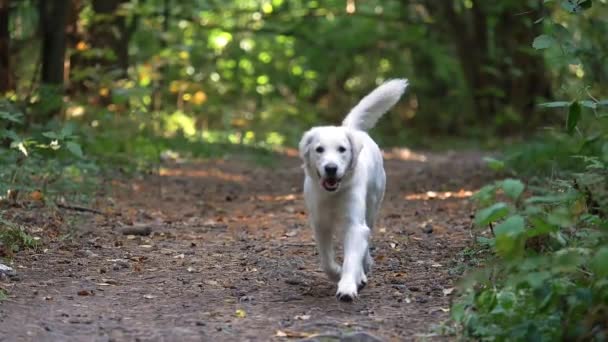 Biały pies biegnie ścieżką w ciągu dnia. Retriever spaceruje po lesie. — Wideo stockowe