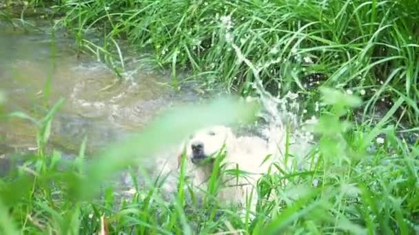 Biały pies rasy Golden Retriever pływanie w lesie, w małej rzece. — Wideo stockowe