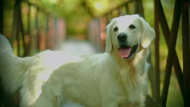 Biały pies rasy Golden Retriever i most. Opuszczony żelazny most w lesie. — Wideo stockowe