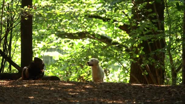 Biały pies Golden Retriever szczęśliwie skacze nad kłodą w lesie. — Wideo stockowe