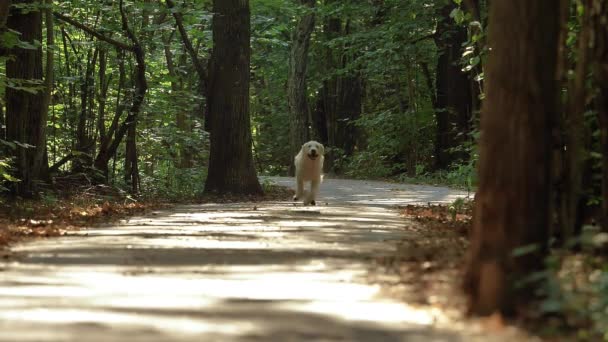 Un perro Retriever blanco corre a través del Parque en verano o principios de otoño. — Vídeos de Stock