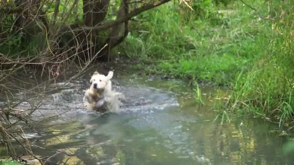 Biały pies rasy Golden Retriever pływanie w lesie, w małej rzece. — Wideo stockowe