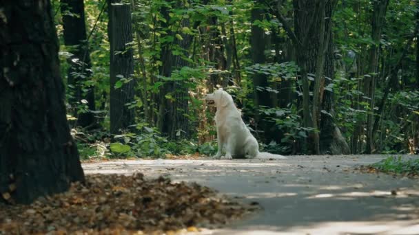 Nyáron vagy kora ősszel egy fehér Retriever kutya fut át a parkon.. — Stock videók