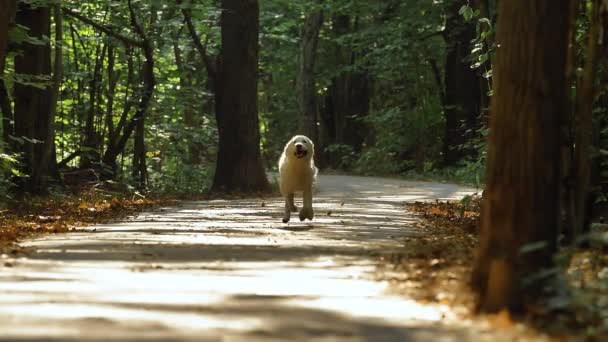 A white Retriever dog runs through the Park in summer or early autumn. — Stock Video