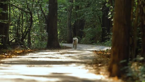 Un perro Retriever blanco corre a través del Parque en verano o principios de otoño. — Vídeos de Stock