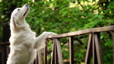 Beyaz köpek Golden Retriever ve Bridge yetiştirir. Ormanda terk edilmiş demir köprü..
