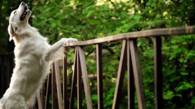Beyaz köpek Golden Retriever ve Bridge yetiştirir. Ormanda terk edilmiş demir köprü..
