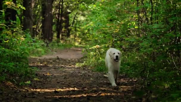 Biały pies biegnie ścieżką w ciągu dnia. Retriever spaceruje po lesie. — Wideo stockowe