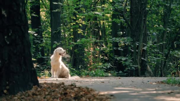 Ένα λευκό σκυλί Retriever τρέχει μέσα από το πάρκο το καλοκαίρι ή στις αρχές του φθινοπώρου. — Αρχείο Βίντεο