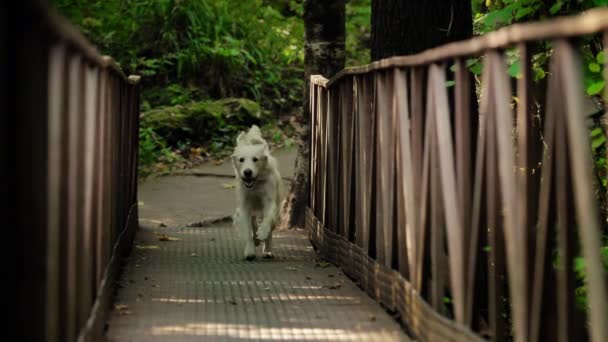 Witte hond ras Golden Retriever en brug. Verlaten ijzeren brug in het bos. — Stockvideo