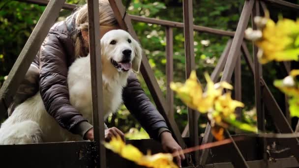 Biały pies rasy Golden Retriever i most. Opuszczony żelazny most w lesie. — Wideo stockowe