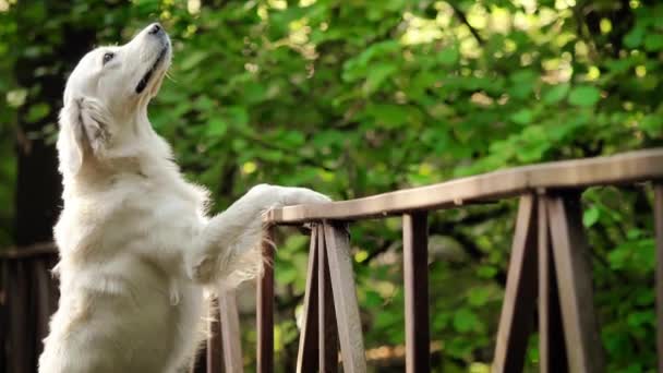 白狗繁殖金毛猎犬和桥梁。森林中被遗弃的铁桥. — 图库视频影像