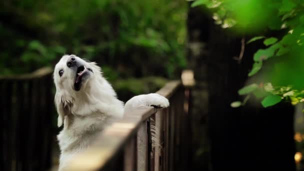 Biały pies rasy Golden Retriever i most. Opuszczony żelazny most w lesie. — Wideo stockowe