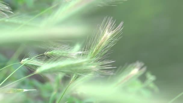 Großaufnahme Von Mauergerste Natürlicher Hintergrund Wind Schwankend — Stockvideo