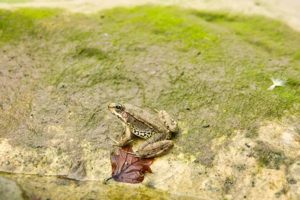 Brown Frog Stone Mountain River — Stock Photo, Image