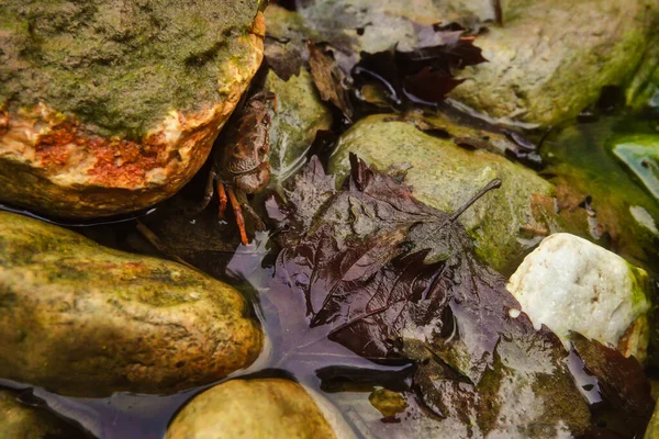 Caranguejo Escondido Nas Rochas Perto Rio — Fotografia de Stock