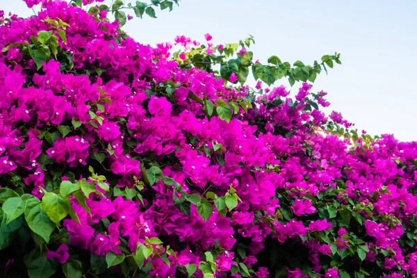 Pink Magenta Blomstrende Bougainvillea Blomst Bougainvillea Tornede Ornamentale Vinstokke Blomster - Stock-foto