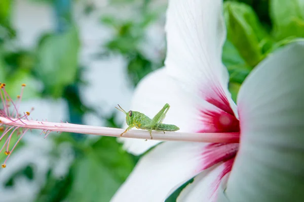 花园里芙蓉花上的蚱蜢 — 图库照片