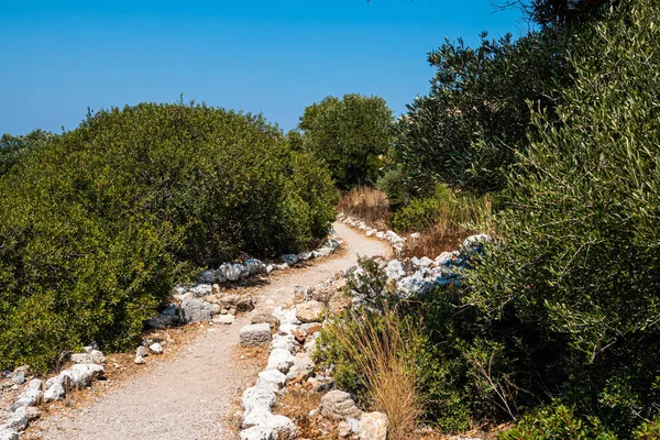 Güneşli yeşil maki ağacından geçen sarmal toprak yol.