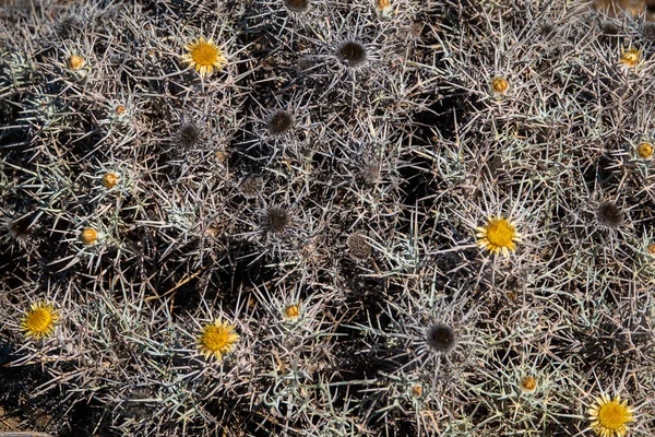 Fluffy Dry Thorn Closeup Mediterranean Summer Setting — Stock Photo, Image