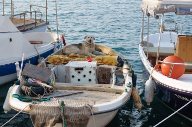 Foca İzmir 'deki balıkçı teknesinde dinlenen başıboş bir köpek.