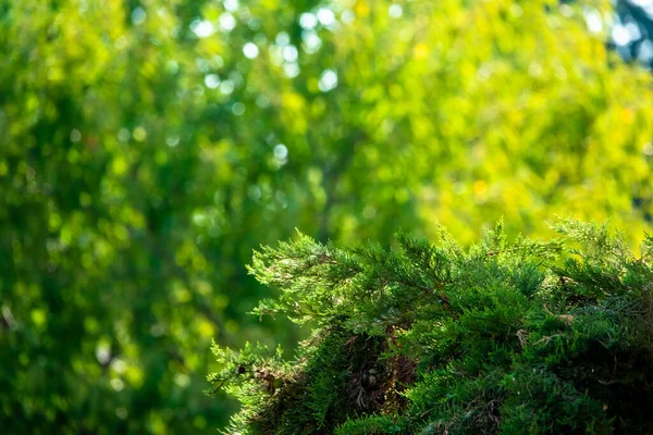 Türkiye Den Taze Yeşil Çam Ağacı Yaprağı — Stok fotoğraf