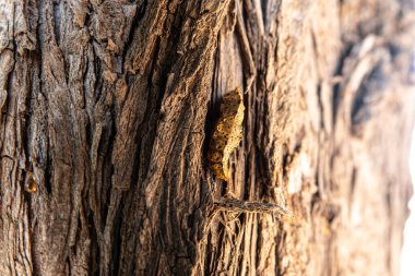 Kelebek kozası ağaç kabuğunda kamufle oldu..