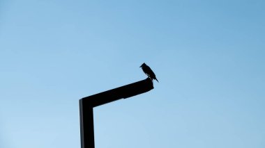 Siyah karga bir ışık direğine tüneyip etrafa bakıyor.