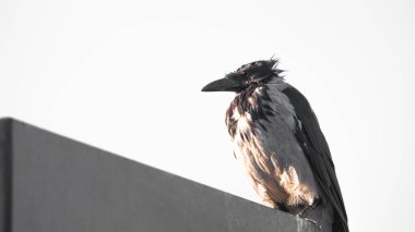 Siyah karga bir ışık direğine tüneyip etrafa bakıyor.